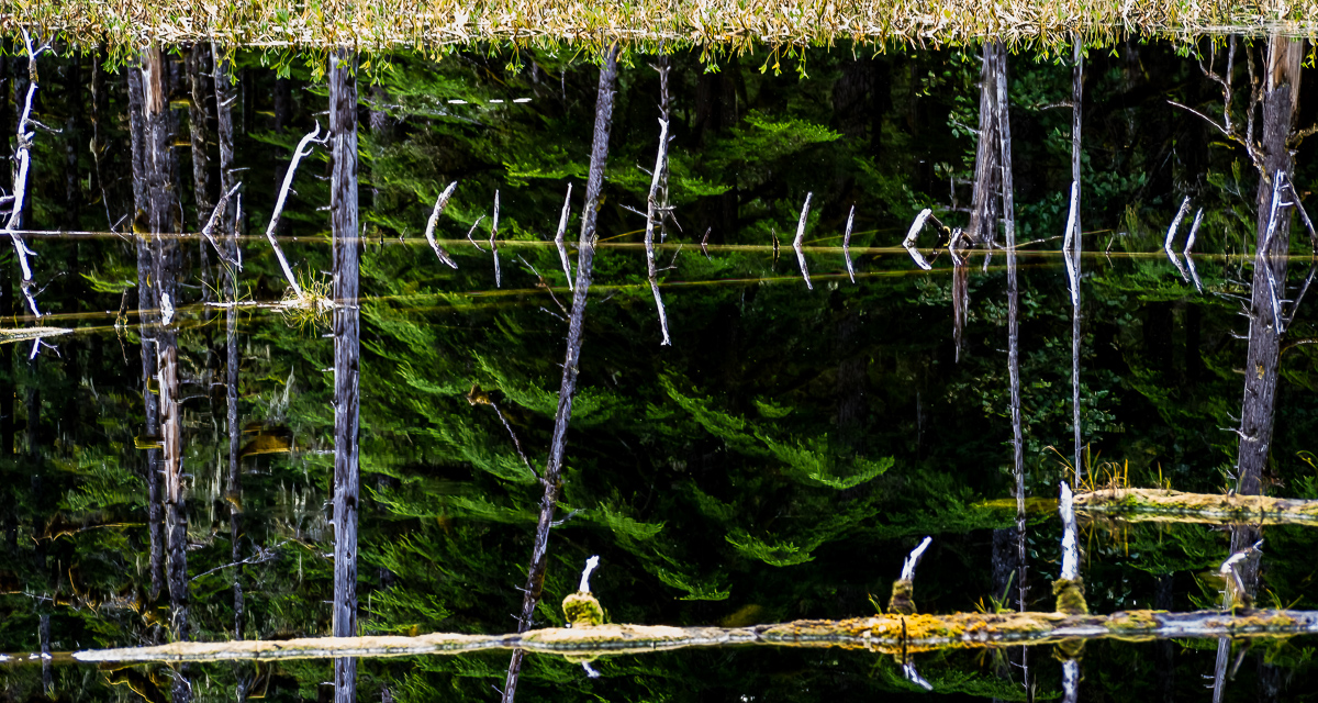 Pond, Glacier National Park, Alaska